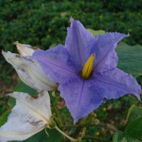 Solanum wrightii Benth.